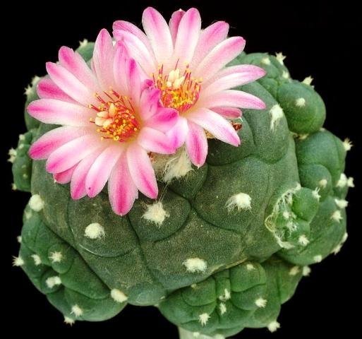 Lophophora_jourdaniana